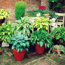 Хоста Микси смесь