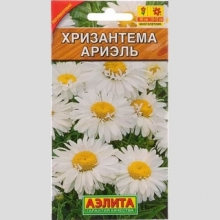 Хризантема Ариэль