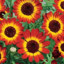 Хризантема Германский флаг