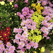 Хризантема Индийская Корейская кустовая