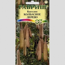 Кигелия Колбасное дерево