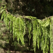 Кипарис плакучий (большой пакет)