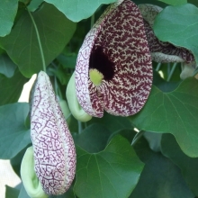 Кирказон манчжурский (большой пакет)