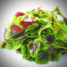 Амарант Чародей (овощной)