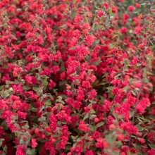 Кларкия Бриллиант