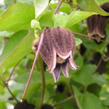 Клематис Бурый (Ломонос) (большой пакет)