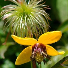 Клематис Гелиос