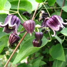 Клематис Изабель (бурый)