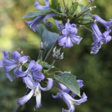 Клематис Синеглазка (борщевиколистный)