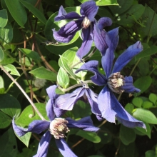 Клематис Синяя Птица цельнолистный (большой пакет)