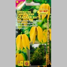 Клематис Сладкая вата (тангутский)