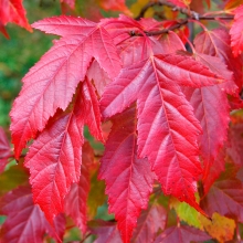 Клён Гиннала (большой пакет)