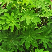 Клещевина Занзибар Грин