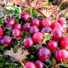 Клюква Монпансье крупноплодная