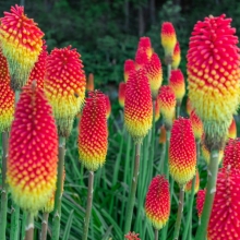 Книфофия Фламенко (ягодная)