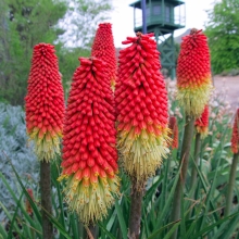 Книфофия Марсианка (ягодная)