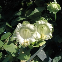 Кобея Кафедральные колокола Белая