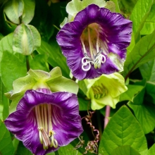 Кобея Кафедральные колокола Фиолетовая