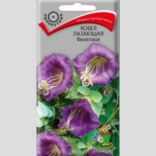 Кобея лазающая Фиолетовая