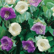 Кобея лазающая Смесь окрасок