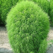 Кохия Султан