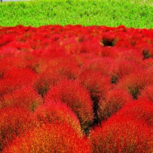 Кохия Красный барон венечная