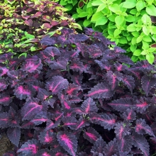 Колеус Черный дракон