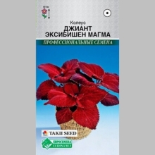 Колеус Джиант Эксибишн Магма