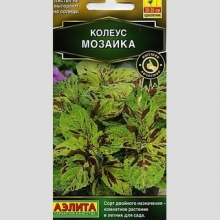 Колеус Визард Мозаика