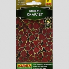 Колеус Визард Скарлет