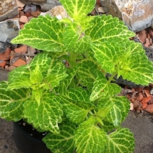 Колеус Фейерверк Лимон F1