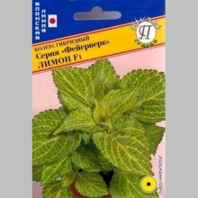 Колеус Фейерверк Лимон F1