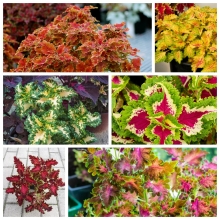 Колеус Рококо кудрявый смесь