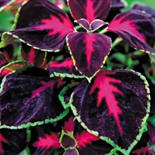 Колеус Мермеризе Шоколадная роза