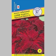 Колеус Радуга Красный бархат F1