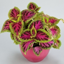 Колеус Радуга Цветочная гордость F1