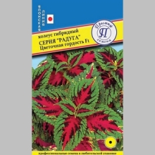 Колеус Радуга Цветочная гордость F1