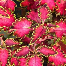 Колеус Розовые кудри