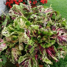 Колеус Русский размер