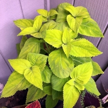 Колеус Золотой (блюме)