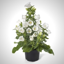 Колокольчик Эпил белый