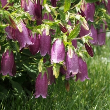 Колокольчик Гирлянда (точечный)