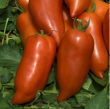 Томат Корнабель F1 (большой пакет)