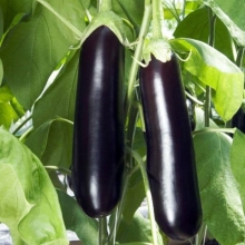 Баклажан Король Рынка F1