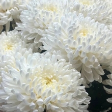 Астра Королева сада Белая