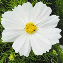 Космея Белая соната