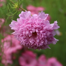 Космея Клубничный зефир