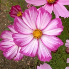 Космея Пурпурное облачко дваждыперистая