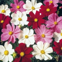 Космея Сенсация