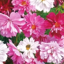 Космос Глиссандо смесь сортов